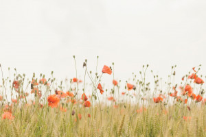 Photo of a spring field in bloom.