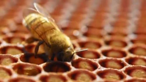 Misa Jannah ’29, Film & Digital Cinema