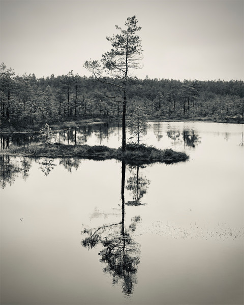 Kirk-Widra_tree-reflections